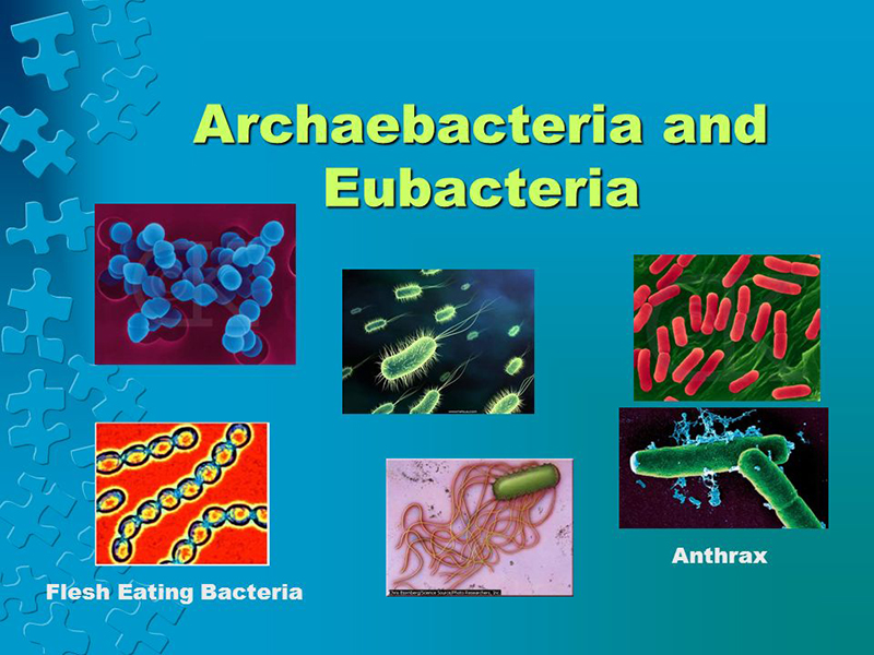 Archaebacteria dan Eubacteria