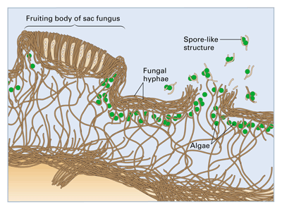 Mutualisme antara fungi alga disebut dan simbiosis 5 Contoh