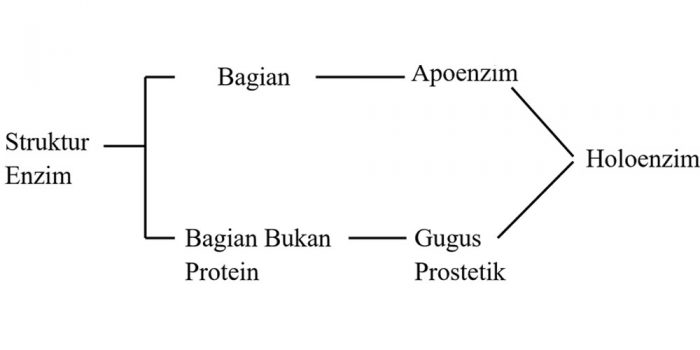 Struktur enzim