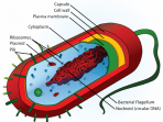 Struktur tubuh bakteri